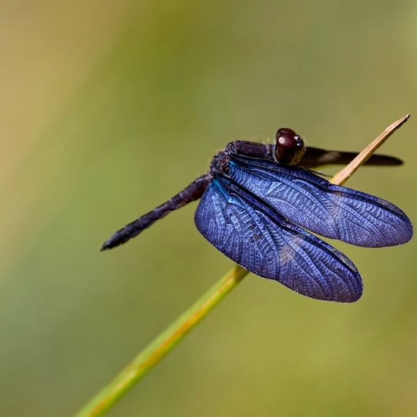 A dragonfly resting on a stem, photographed in the field