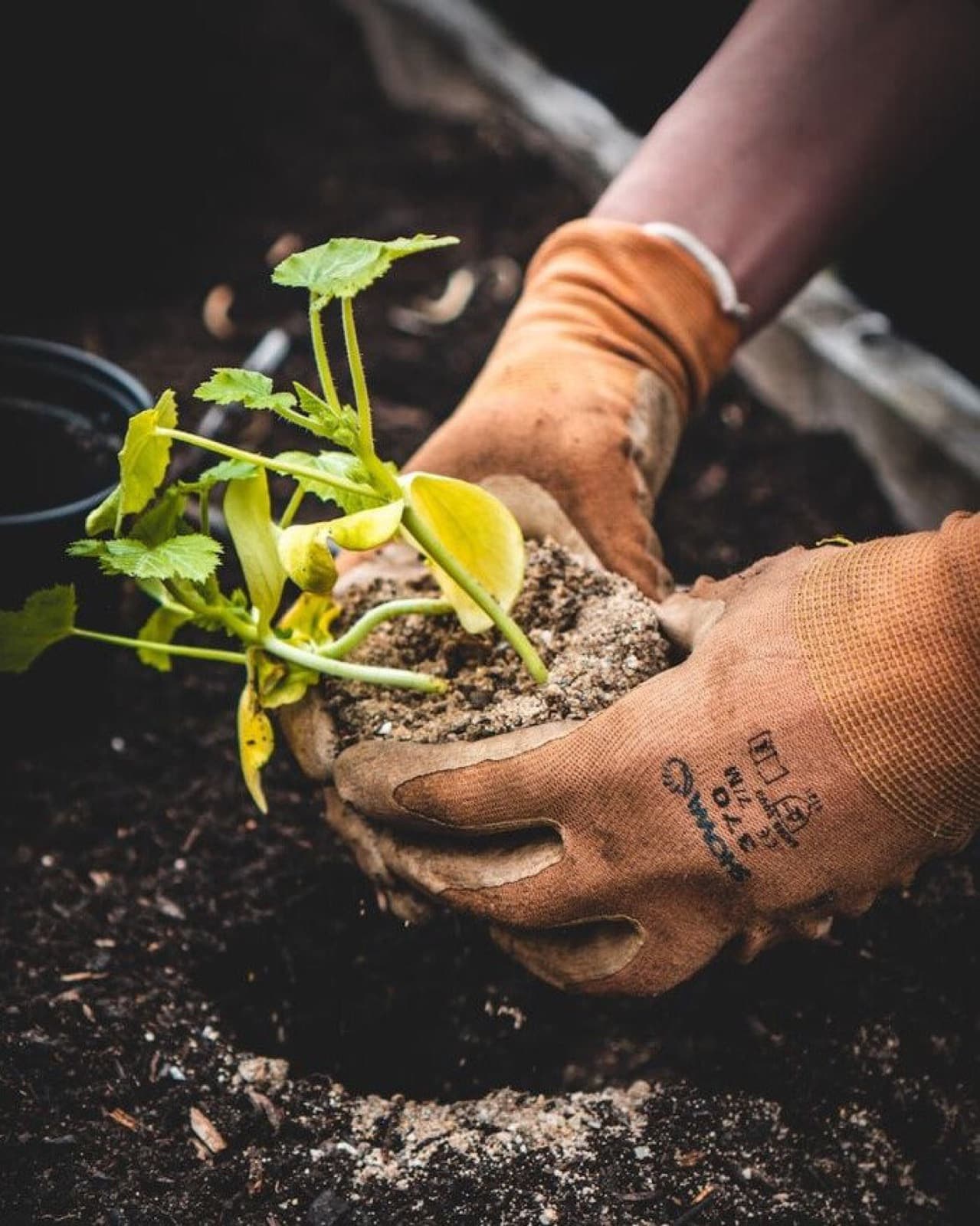 Hands holding an indigenous seedling ready for planting
