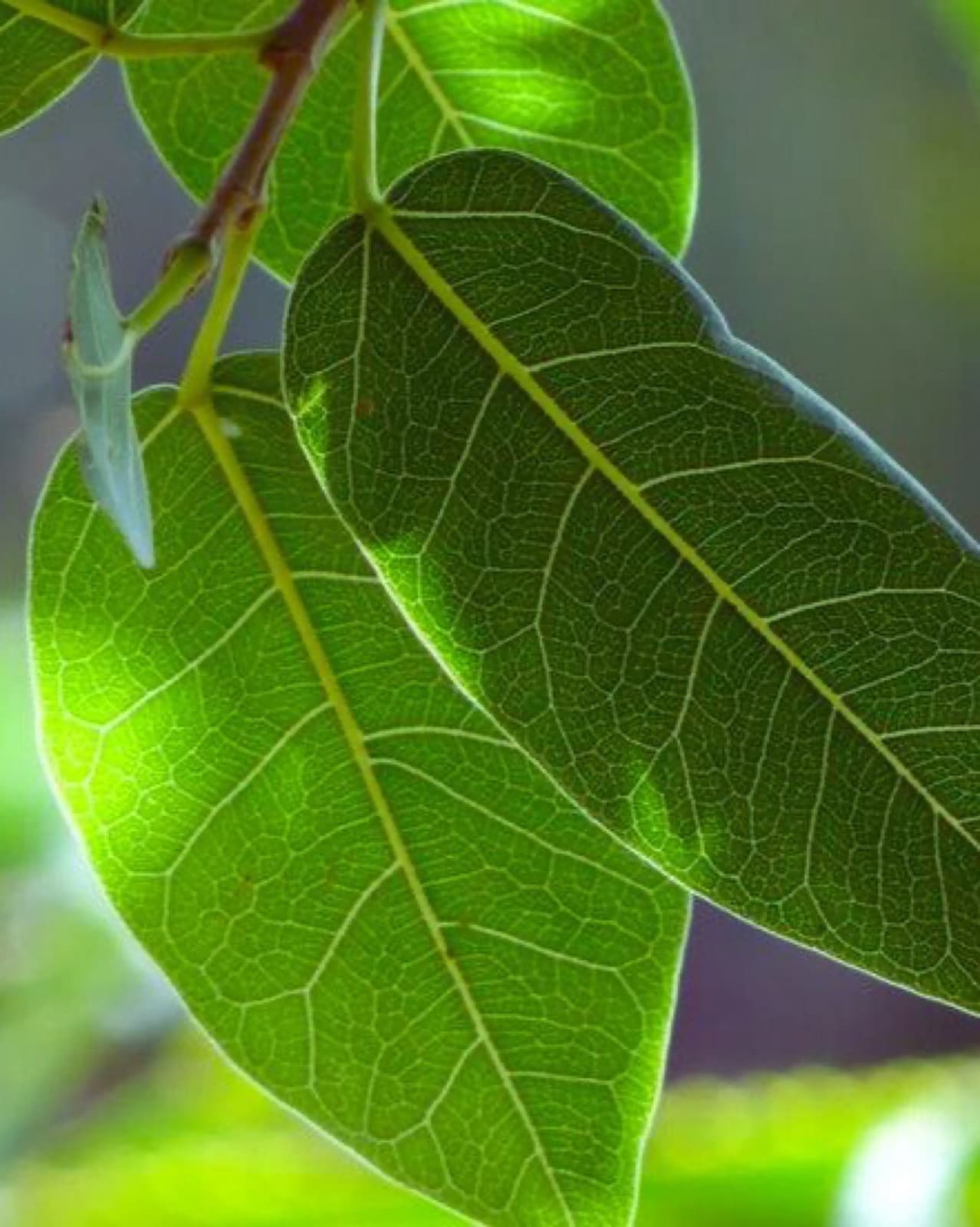 A backlit green leaf