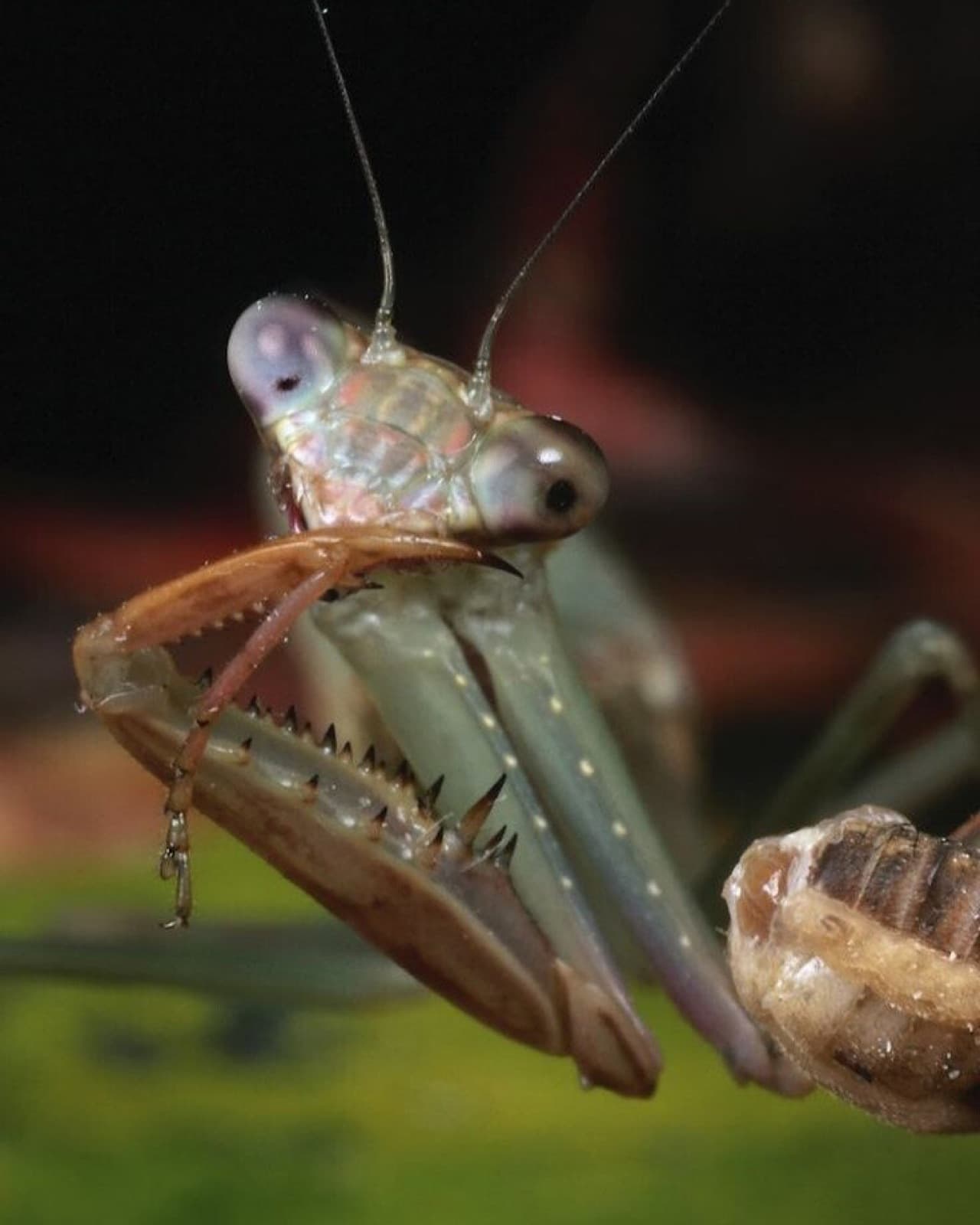 A praying mantis on a branch