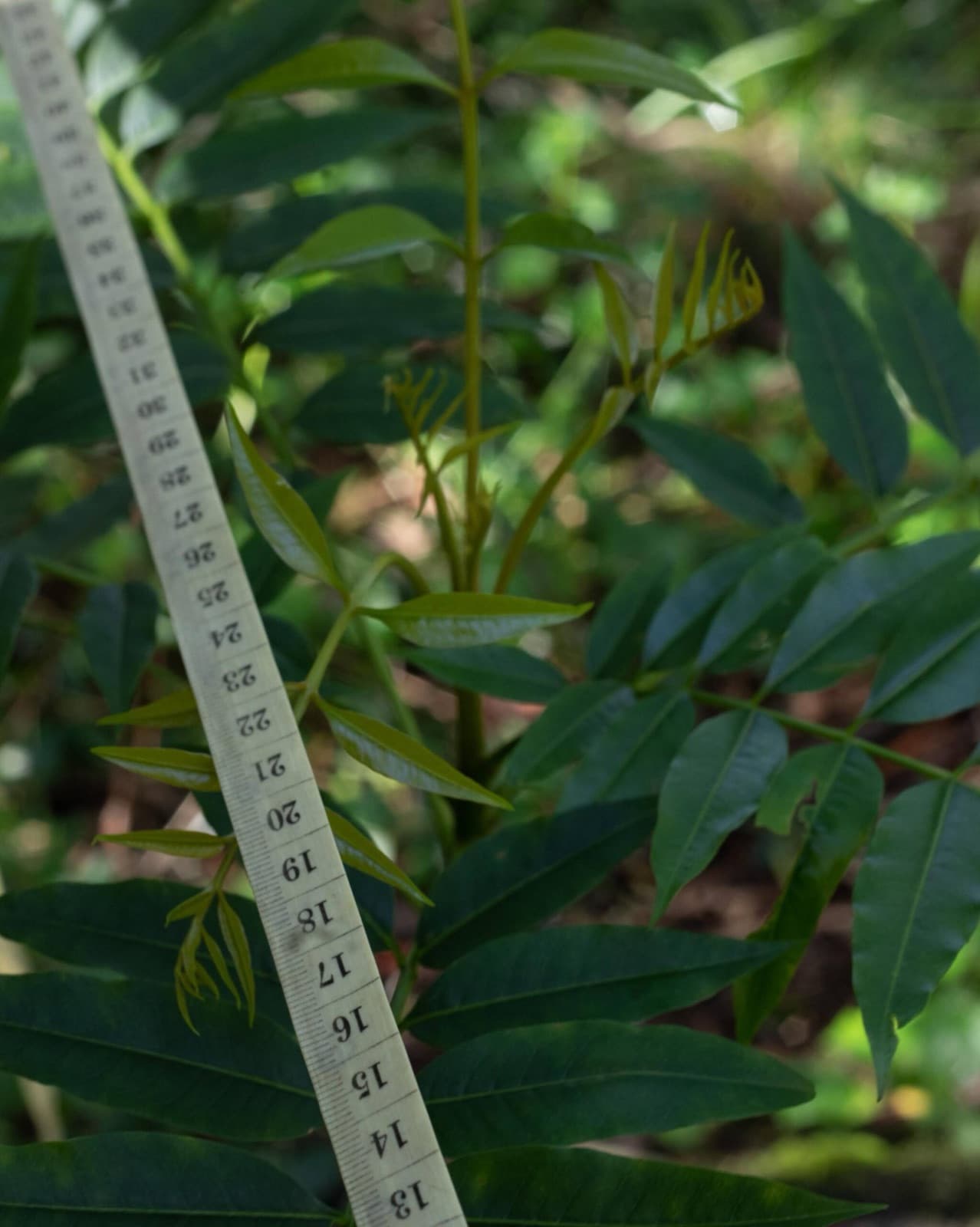 Measuring vegetation with a tape during field research